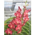 Ascocenda Orchid Plants AMB1052