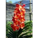 Ascocenda Orchid Plants AMB1053