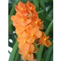 Ascocenda Orchid Plants AMB1055