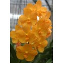 Ascocenda Orchid Plants AMB1056