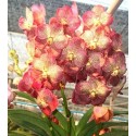 Ascocenda Orchid Plants AMB1061