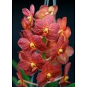 Ascocenda Orchid Plants AMB1062