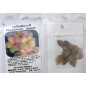 Bi Colour Plumeria Frangipani Kathalichapa Seeds – 5–6 Seeds of Exotic Tropical Beauty