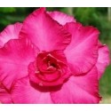 Blooming Eros Adeniums Obesum Plants