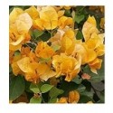 Bougainvillea Golden Flowering Plants