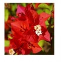 Bougainvillea Red Flowering Plants