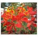 Caesalpinia Pulcherrima Flowering Plants