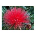 Calliandra Haematocephala Flowering Plants