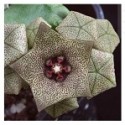 Caralluma Hexagona Succulent Plants