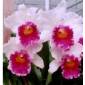 Cattleya Orchids Plants CMB1136
