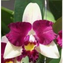 Cattleya Orchids Plants CMB1143