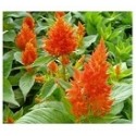 Celosia Orange Flowering Plants