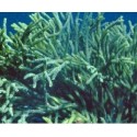 Codium Green Macro Algae