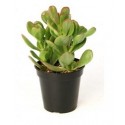 Crassula Ovata Succulent Plants