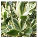 Crassula Ovata Lemon And Lime Succulent Plants