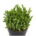 Crassula Muscosa Succulent Plants