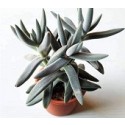 Crassula Surprise Party Succulent Plants