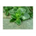 Cremnophila Linguifolia Succulent Plants