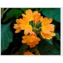 Crossandra Infundibuliformis Flowering Plants