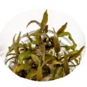 Cryptocoryne AXELRODI