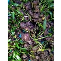 Cryptocoryne Green Germinated Bulbs