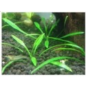 Cryptocoryne Parva