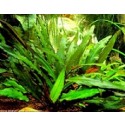 Cryptocoryne Petchii