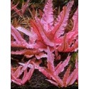 Cryptocoryne Pink PANTHER