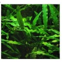 Cryptocoryne Spiralis