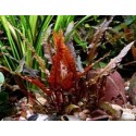 Cryptocoryne Walkeri