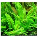 Cryptocoryne Wendtii Green