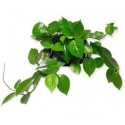 Cupid Peperomia Succulent Plants