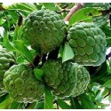 Custard Apple Live Indian Garden Plants