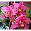 Cymbidium Orchid Plants CMB1022