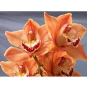 Cymbidium Orchid Plants CMB1024