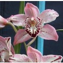 Cymbidium Orchid Plants CMB1025