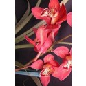 Cymbidium Orchid Plants CMB1026