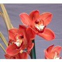 Cymbidium Orchid Plants CMB1027