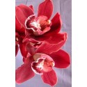 Cymbidium Orchid Plants CMB1032