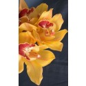 Cymbidium Orchid Plants CMB1036