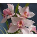 Cymbidium Orchid Plants CMB1037