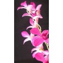 Dendrobium Orchid Plants DMB1038