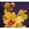 Dendrobium Orchid Plants DMB1042