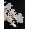Dendrobium Orchid Plants DMB1044