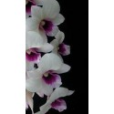 Dendrobium Orchid Plants DMB1045