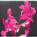 Dendrobium Orchid Plants DMB1046