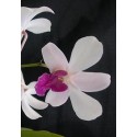 Dendrobium Orchid Plants DMB1048