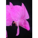 Dendrobium Orchid Plants DMB1053