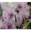 Dendrobium Orchids Plants DMB1316