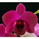 Dendrobium Orchids Plants DMB1317